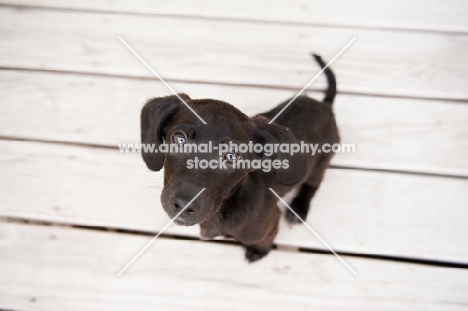 Dachshund mix puppy sitting on deck.