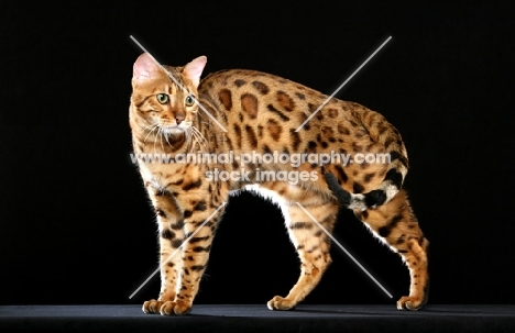 Bengal on black background