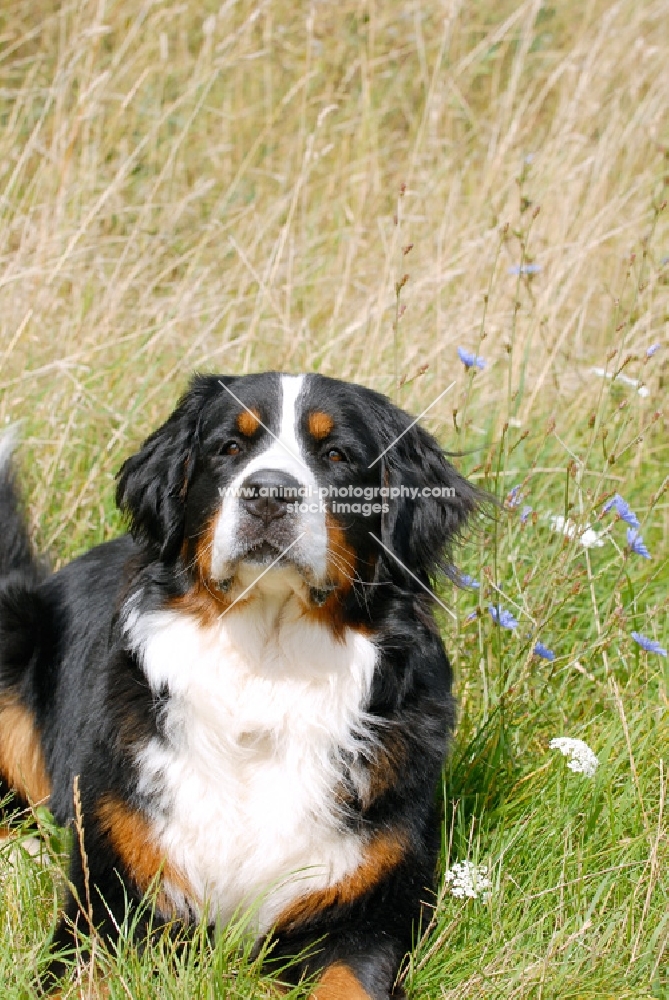 Bernese Mountain Dog (Berner Sennenhund) on grass