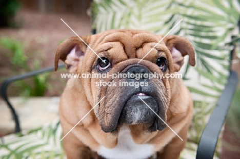 close-up of bulldog