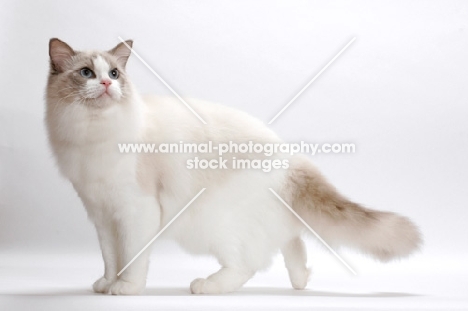 Blue Point Bi-Colour Ragdoll standing