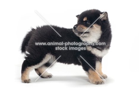 Shiba Inu puppy, black and tan colour, looking away