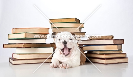 puppy with books