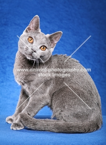 Chartreux sitting on blue background