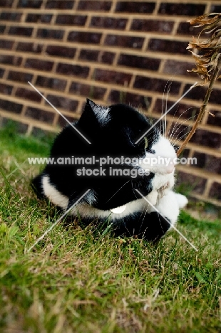 black and white cat playing in garden