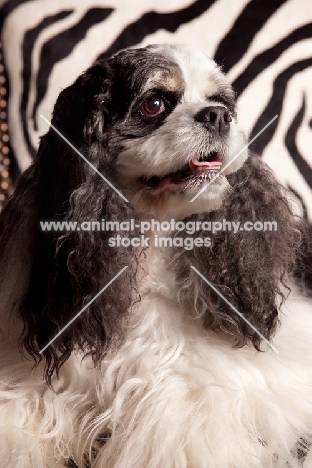 Cocker Spaniel portrait, zebra print