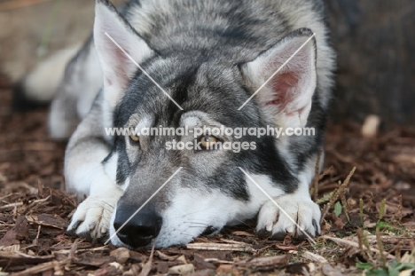 Wolf x German Shepherd