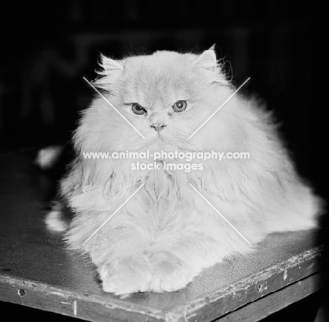 cream long haired cat 