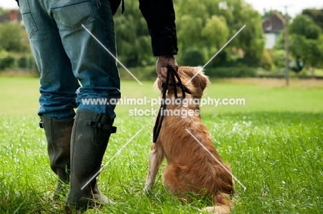 Nova Scotia Duck Tolling Retriever with owner