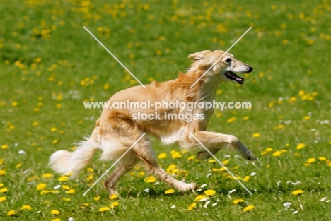 Animal Photography longhaired whippet running, WARNIN