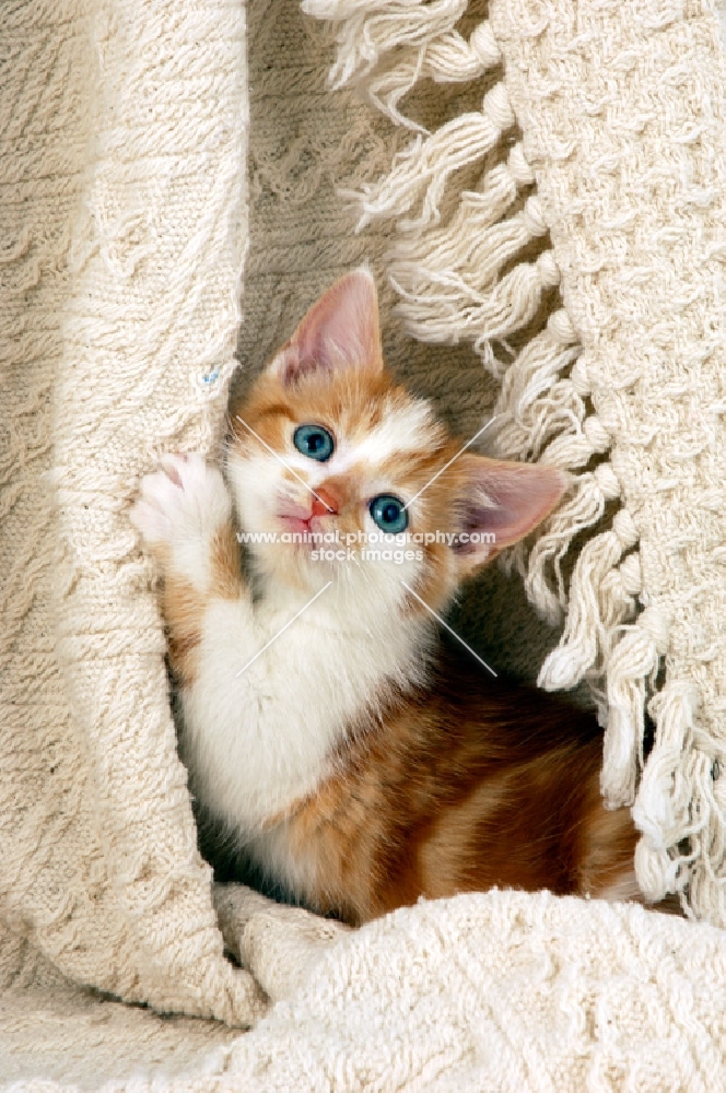 red tabby and white non pedigree cat, playing with fabric