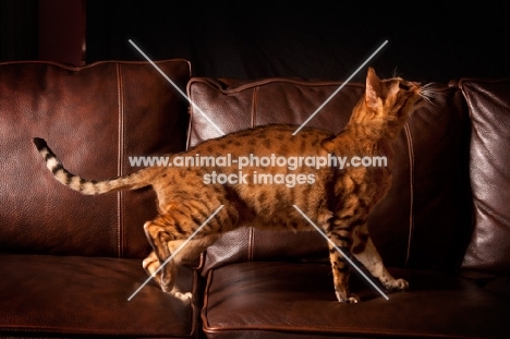 Bengal standing on couch