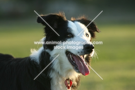 black and white Border Collie portrait