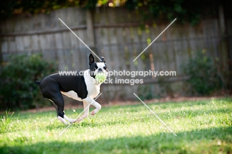 Boston Terrier with tennis ball