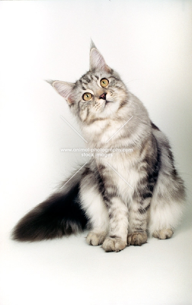 silver tabby maine coon