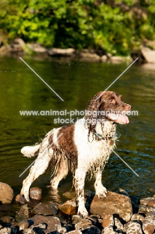 wet English Springer Spaniel near river side