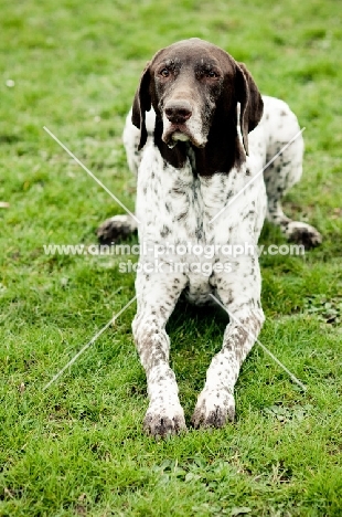 German Shorthaired Pointer lying down on grass