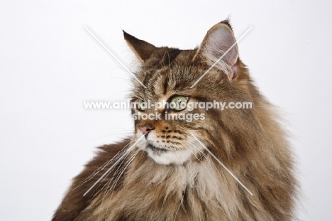 Maine Coon portrait