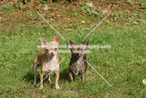 two Smooth haired Chihuahuas