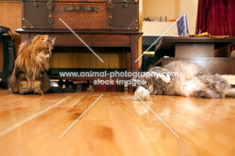 domestic longhair cats at home