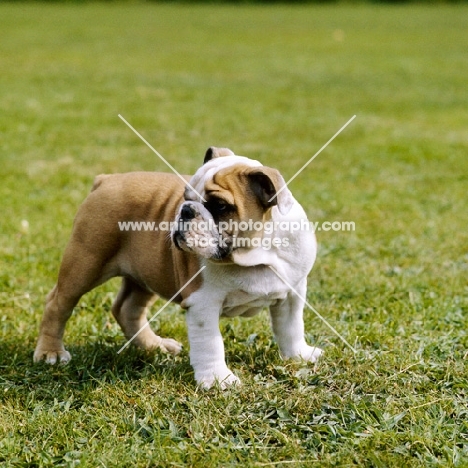 bulldog puppy standing on grass