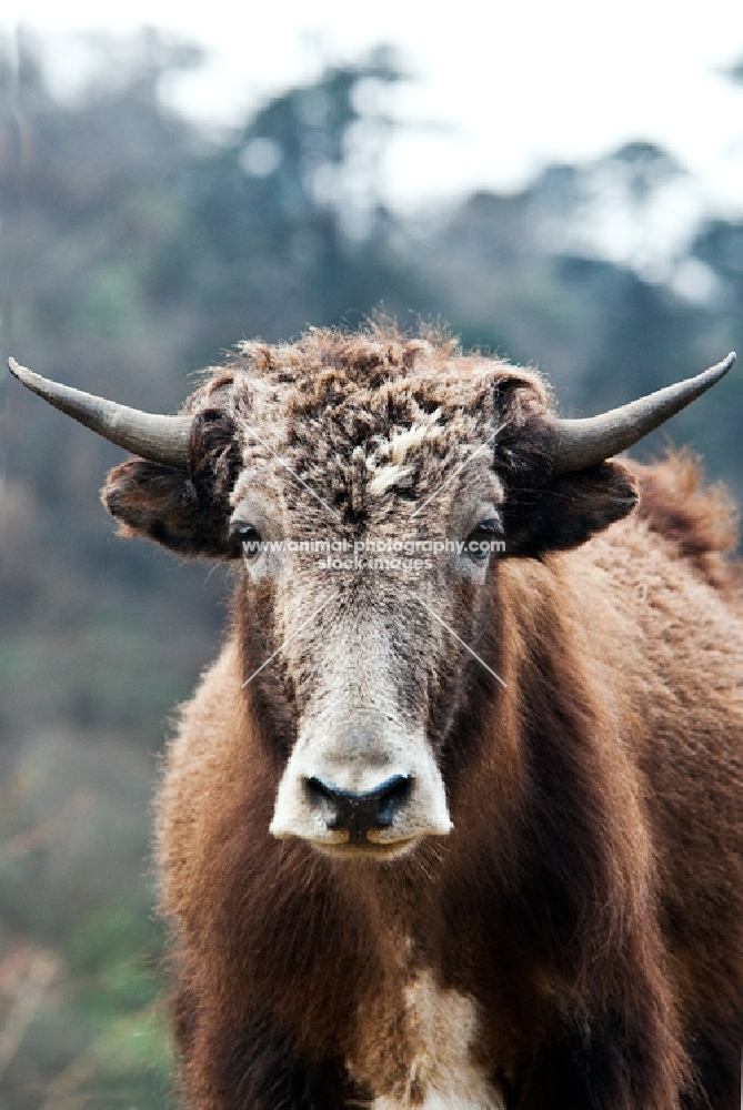 Bhutanese yak