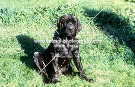 mastiff puppy siting