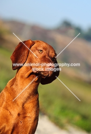 Hungarian Vizsla (shorthair), portrait