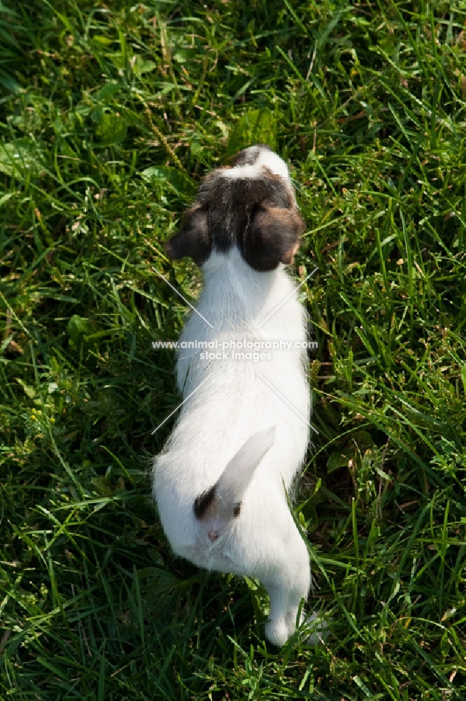 Jack Russell puppy, top view