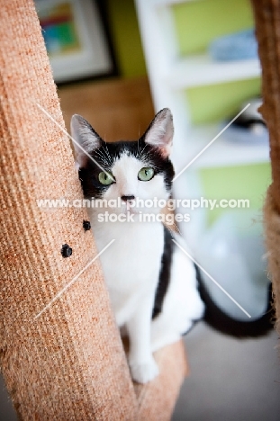 black and white cat sitting