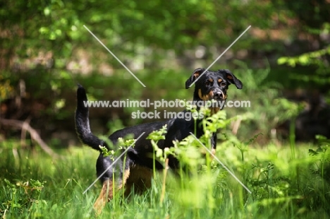 dobermann cross standing in a field behind tall grass