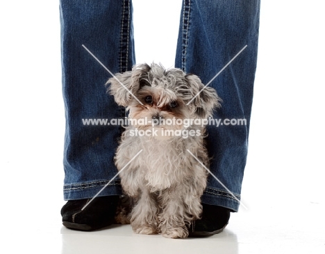 little dog sitting at owner's feet