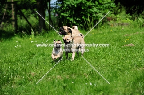 Retro Pug cross between pug and Parson Russell Terrier to improve breathing due to longer nose