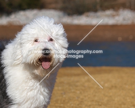 cheerful Old English Sheepdog outdoors