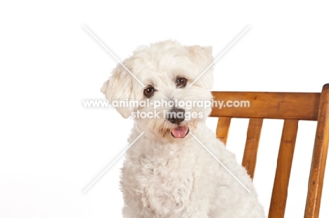 Havanese mix