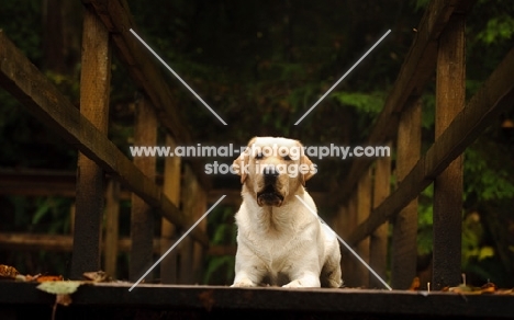 cream Labrador Retriever lying down on bridge