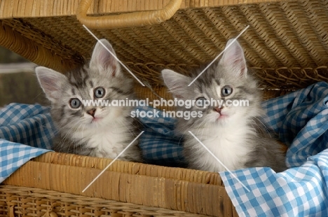 two kittens in a hamper