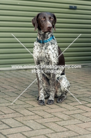 German Shorthaired Pointer sitting near pavement