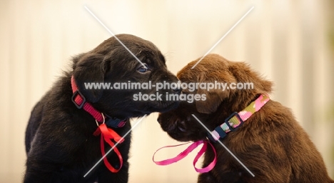 two Labrador Retriever puppies