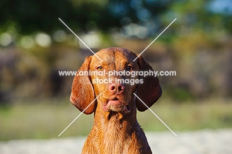 Hungarian Vizsla front view, head study