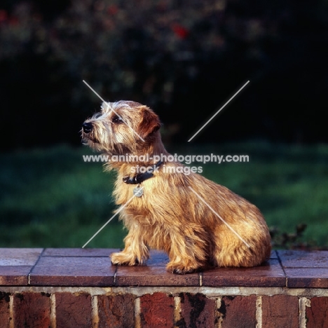 norfolk terrier sitting on a wall, side view