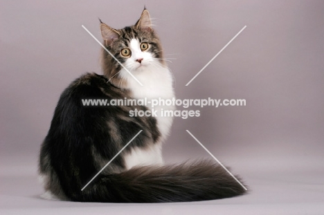 Maine Coon, brown tabby & white colour