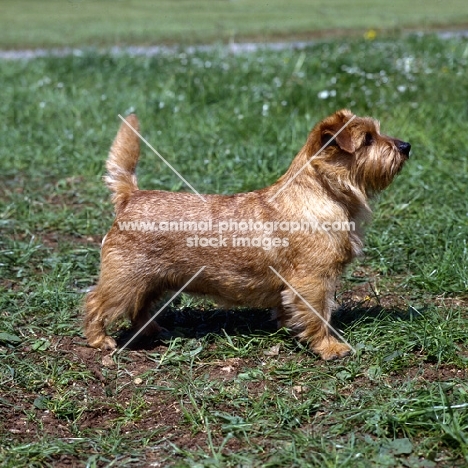 norfolk terrier undocked standing on grass