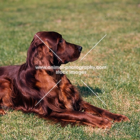 irish setter lying on grass