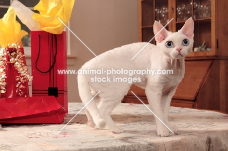 white Devon Rex on table