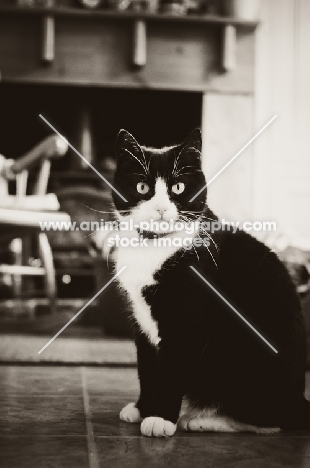 bi-coloured short haired cat at home