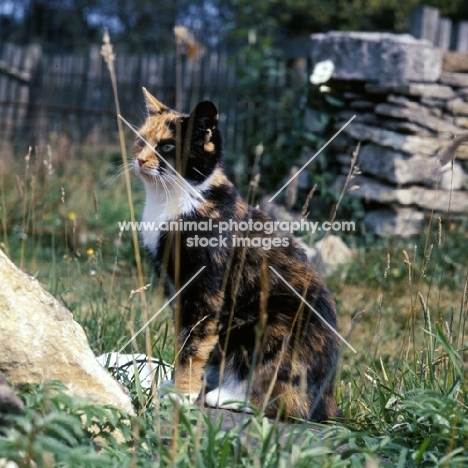 tortoiseshell and white non pedigree cat lurking with grass