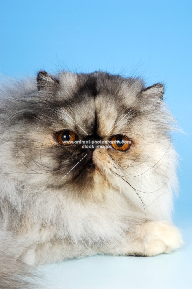 tortie shaded cameo persian cat, portrait