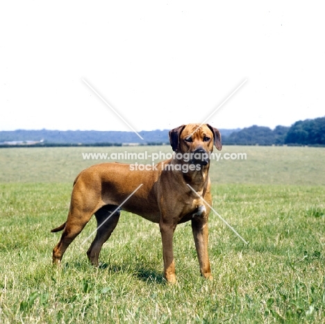 champion rhodesian ridgeback looking at the camera