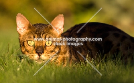 Bengal cat lying in grass